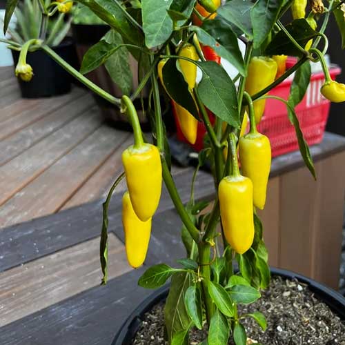 Yellow Bullet Chilli Seeds