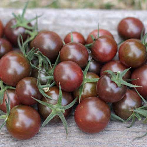 Black Cherry Tomato Seeds