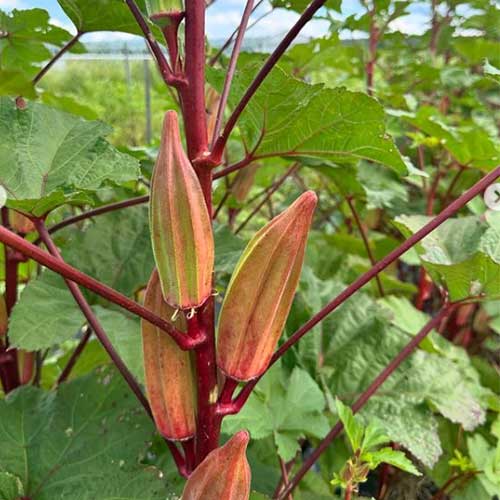 Ladies Finger Okra Double Colour Red Green Seeds