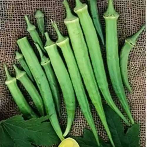 Ladies Finger Bhindi Extra Long Seeds
