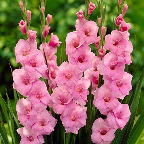 Gladiolus Pink Flower Bulbs