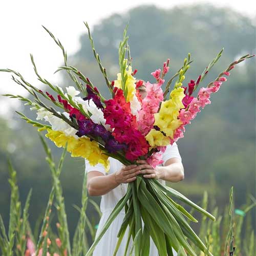 Gladiolus Mix Color Flower Bulbs