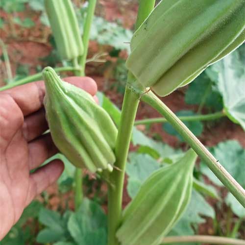 Ladies Finger Short Green Star Seeds