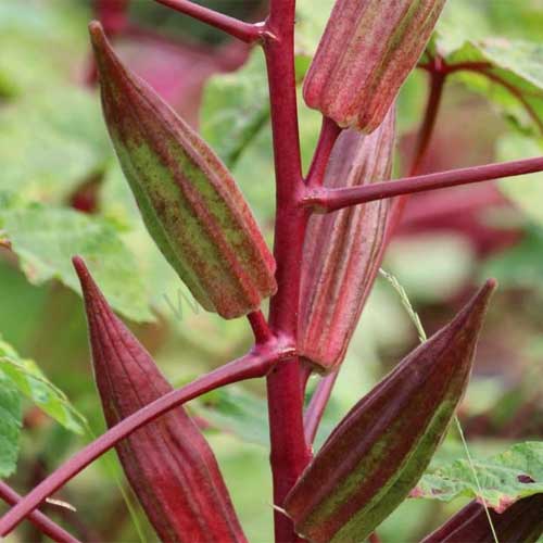 Ladies Finger Okra Double Colour Red Green Seeds