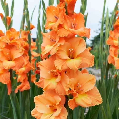 Gladiolus Orange Flower Bulbs