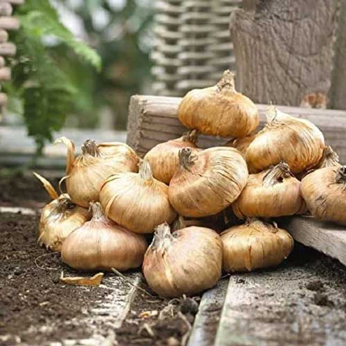 Gladiolus Red Flower Bulbs