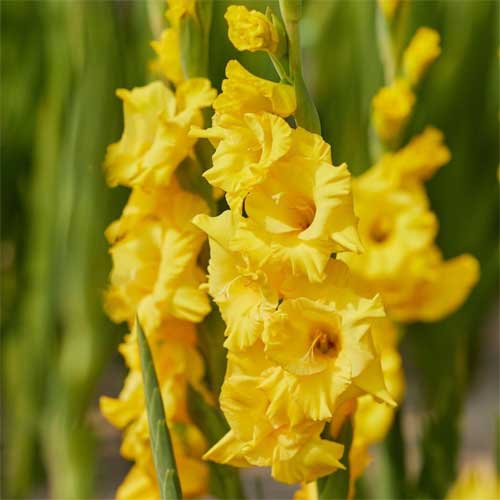 Gladiolus Yellow Flower Bulbs