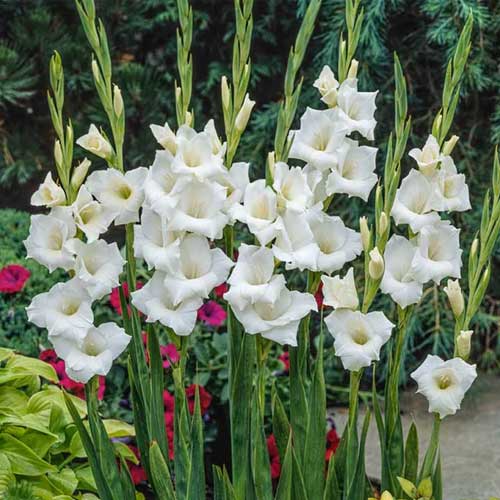 Gladiolus White Flower Bulbs