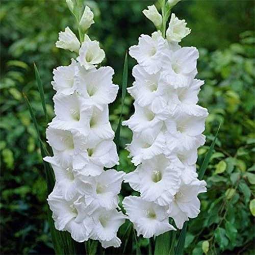 Gladiolus White Flower Bulbs