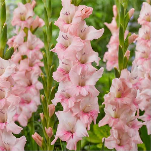 Gladiolus Pink Flower Bulbs