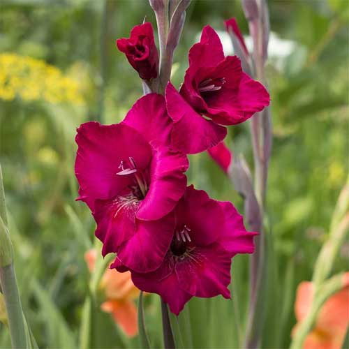 Gladiolus Magenta Violet Flower Bulbs