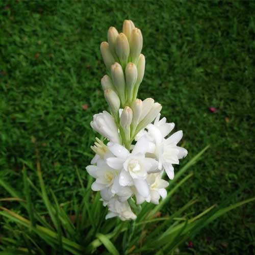 Tuberose Rajnigandha White Flower Bulbs