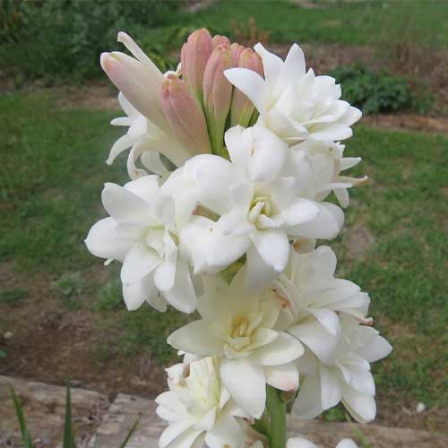 Tuberose Rajnigandha White Flower Bulbs