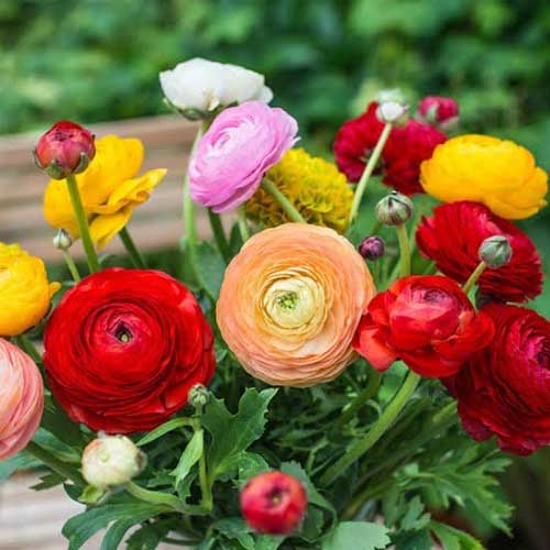 Ranunculus Mix Color Flower Bulbs