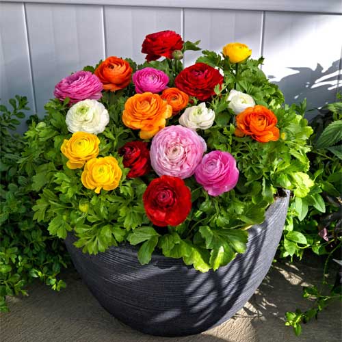 Ranunculus Mix Color Flower Bulbs