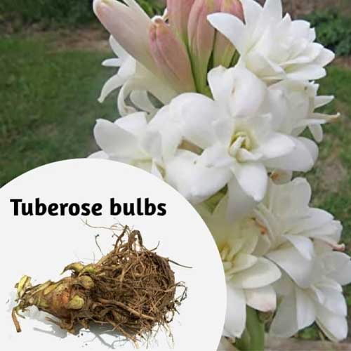 Tuberose Rajnigandha White Flower Bulbs