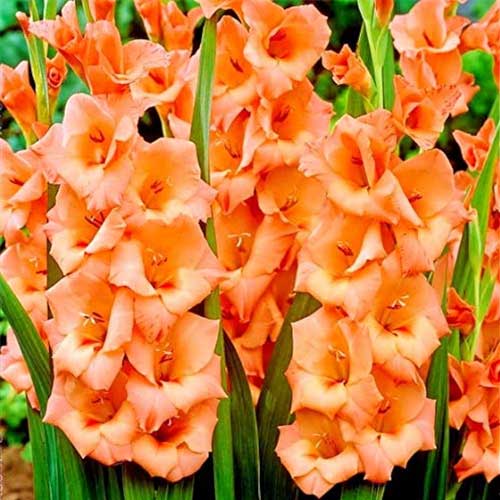 Gladiolus Orange Flower Bulbs