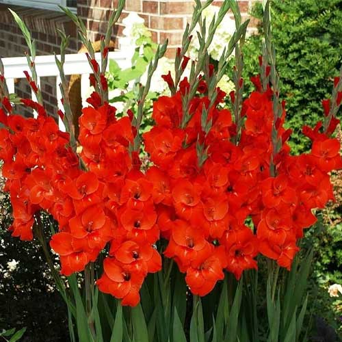 Gladiolus Red Flower Bulbs