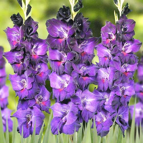 Gladiolus Purple Flower Bulbs