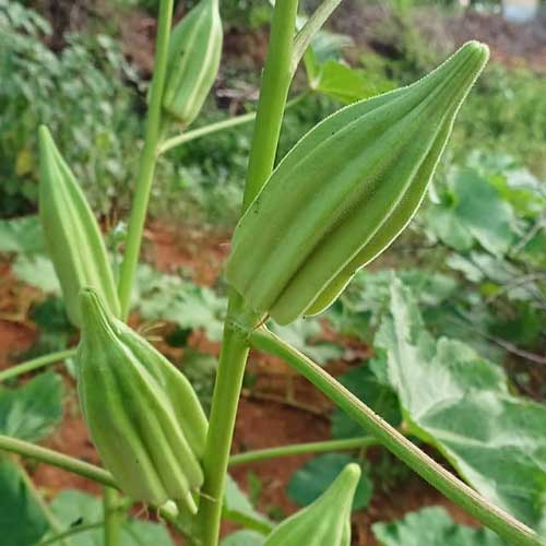 Ladies Finger Short Green Star Seeds