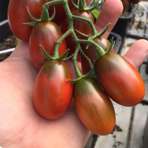 Tomato Black Plum Seeds
