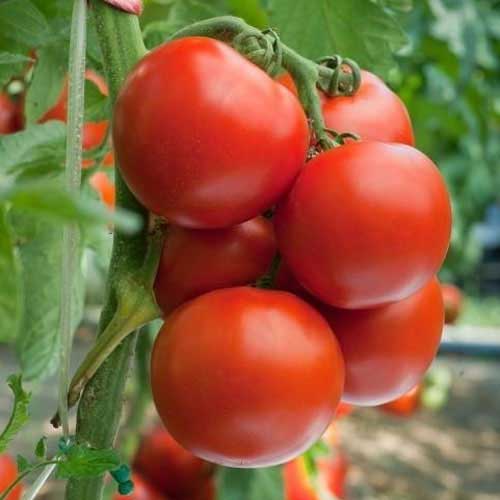 Tomato S22 Red Seeds