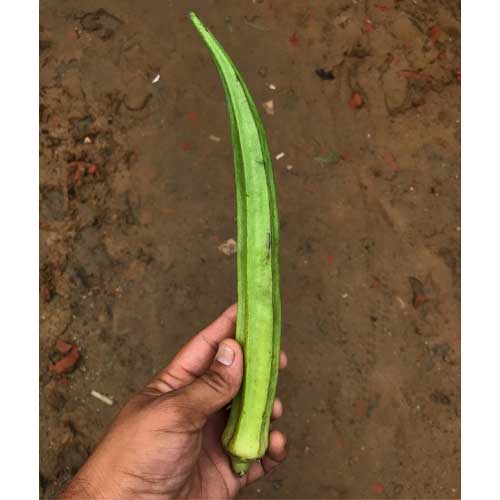 Ladies Finger Bhindi Extra Long Seeds