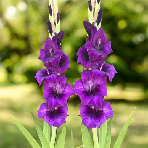 Gladiolus Purple Flower Bulbs