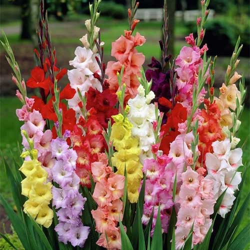 Gladiolus Mix Color Flower Bulbs