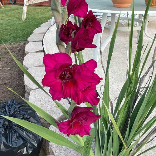 Gladiolus Magenta Violet Flower Bulbs