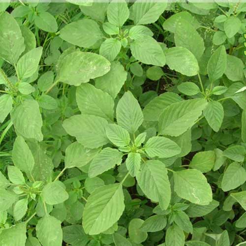 Amaranthus Mulai Keerai Green Seeds