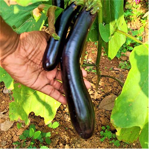 Brinjal Black Long Seeds