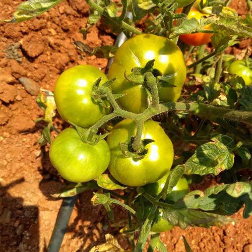 Tomato Madanappali Seeds