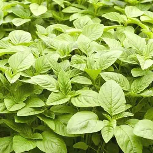 Amaranthus Mulai Keerai Green Seeds