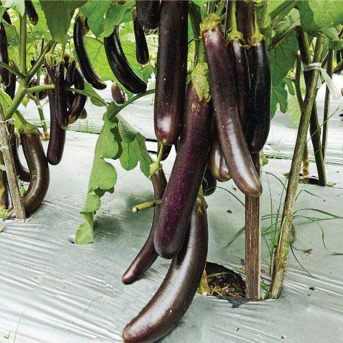 Brinjal Black Long Seeds