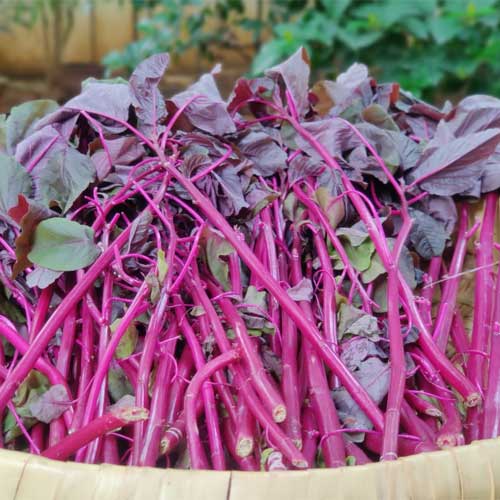 Amaranthus Thandu Keerai Red Seeds