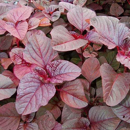 Amaranthus Thandu Keerai Red Seeds