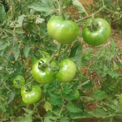 Tomato Madanappali Seeds