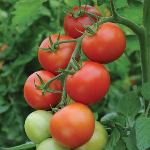 Tomato PKM1 Seeds