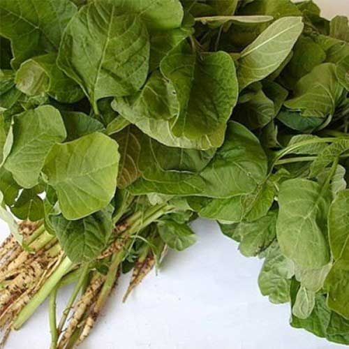 Amaranthus Thandu Keerai Green Seeds