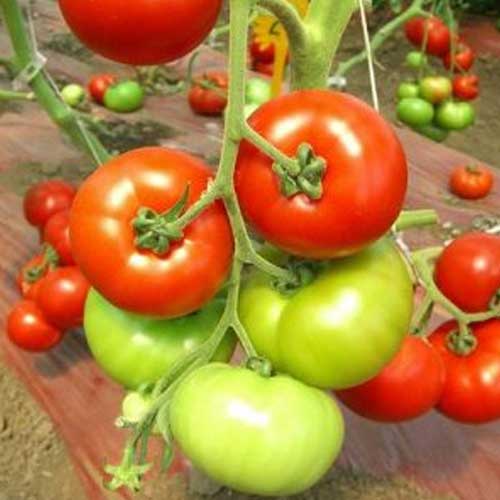 Tomato PKM1 Seeds