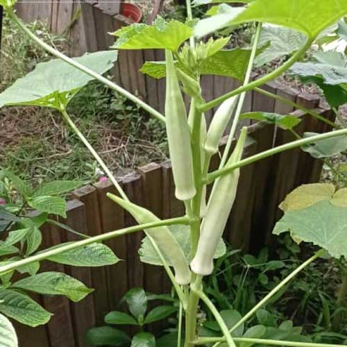 Ladies Finger White Silver Queen Okra Seeds
