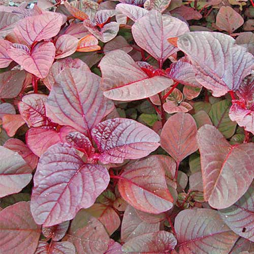 Amaranthus Siru Keerai Red Seeds
