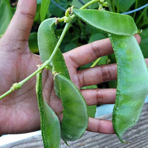 Dolichos Lablab Creeper Vine Seeds