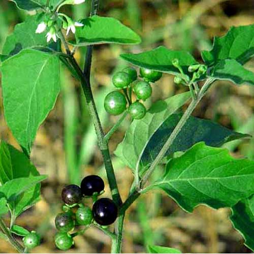 Manathakkali Keerai Black Nightshade Seeds