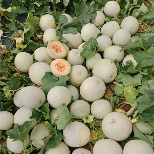 Muskmelon Punjab Sunehri Seeds