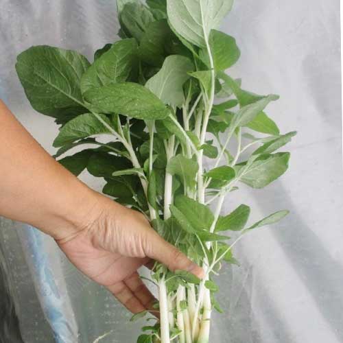 Amaranthus Milky Pal Cheera Seeds