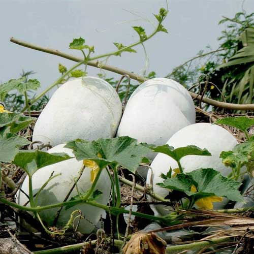 Ash Gourd Big Fruit Seeds