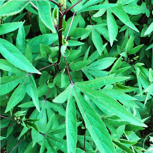 Green Gongura Pulicha Keerai Pundi Seeds