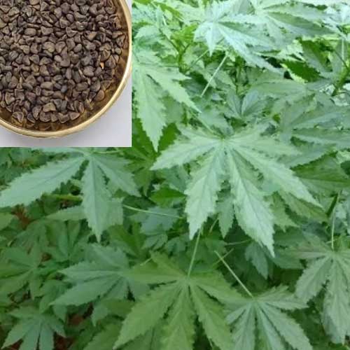 Green Gongura Pulicha Keerai Pundi Seeds